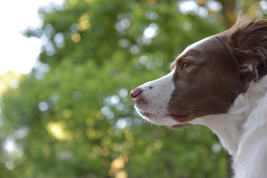 Keep Your Dogs Thriving With Petthrive Autoship