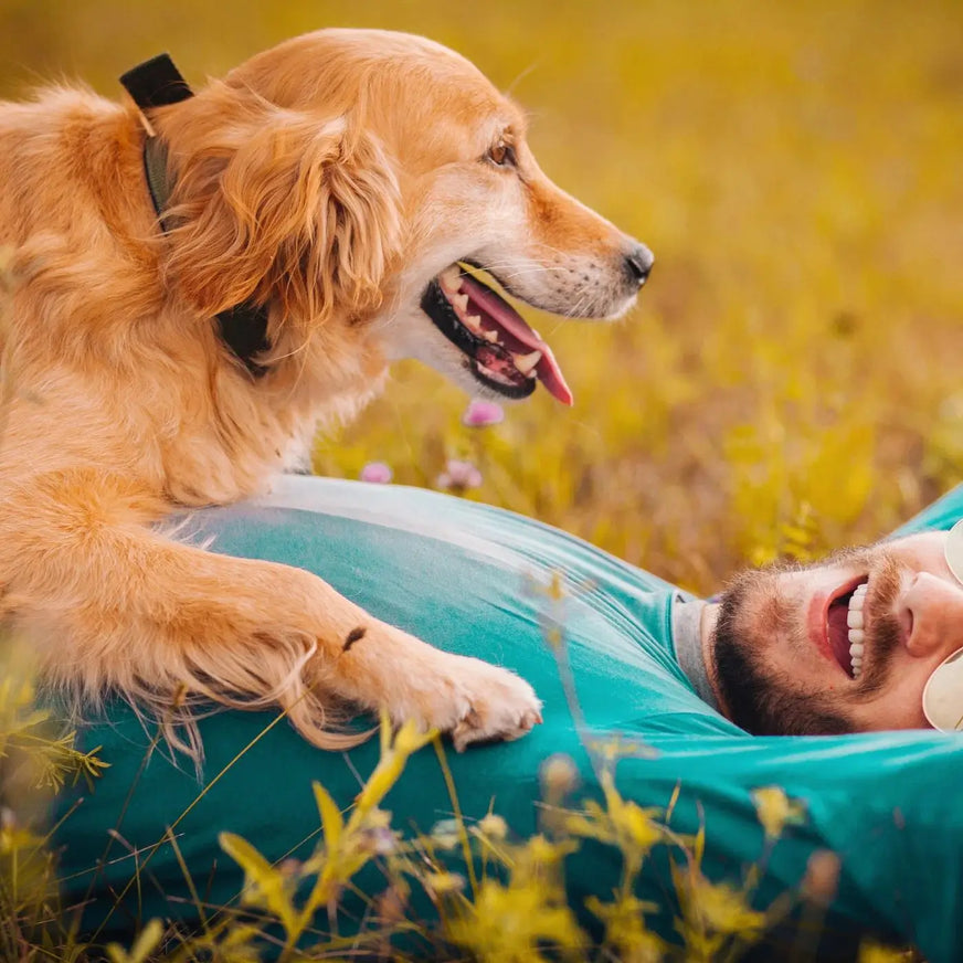 Golden retriever resting with its owner in a sunny field, representing active companionship with Petthrive.