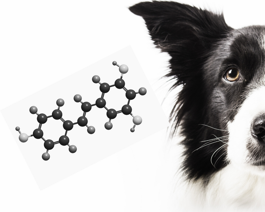 What is Resveratrol and How Can it Help My Dog?