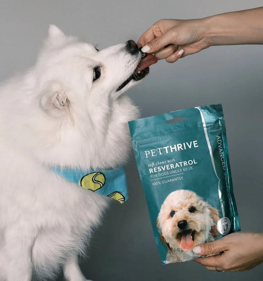 White Samoyed dog eagerly taking a Petthrive Soft Chew with Resveratrol from a hand beside the small-breed pouch.